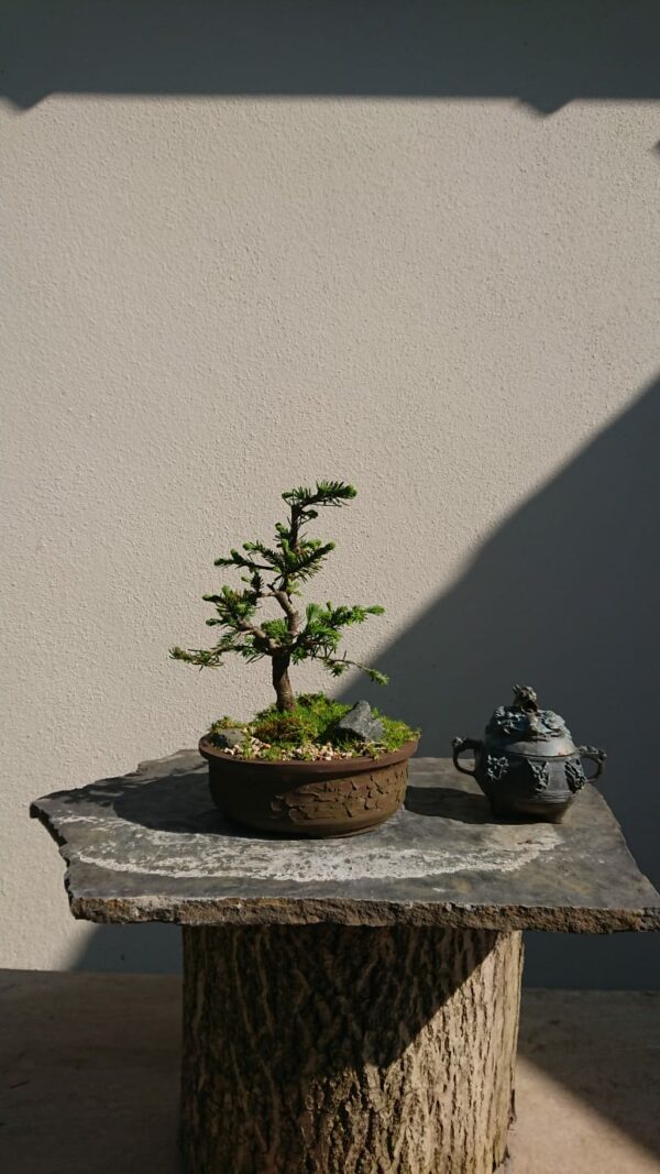 Abies nordmanniana in a Brown Pot - Miniature Bonsai Collection