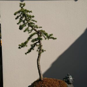 Cedrus deodara on a Stone - Miniature Bonsai Collection