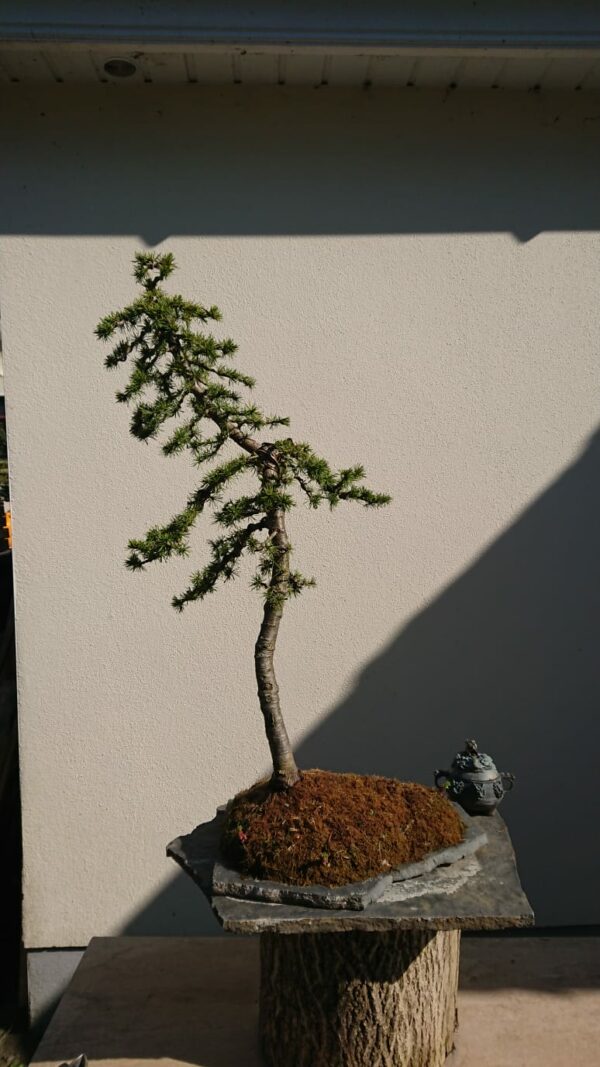 Cedrus deodara on a Stone - Miniature Bonsai Collection