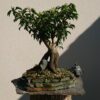 Prunus lusitanica on a Stone - Miniature Bonsai Collection - Prunus lusitanica on a Stone