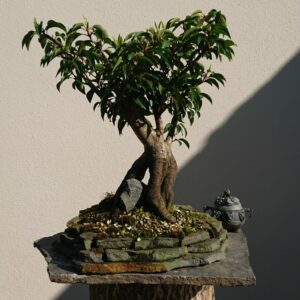 Prunus lusitanica on a Stone - Miniature Bonsai Collection