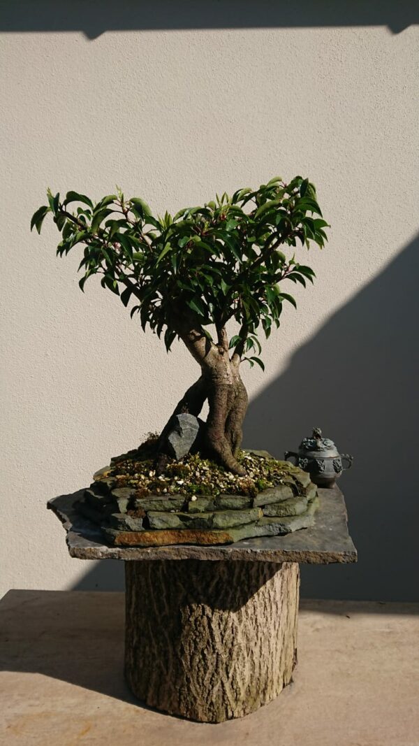 Prunus lusitanica on a Stone - Miniature Bonsai Collection