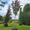 Parrotia persica Specimen Standard Tree
