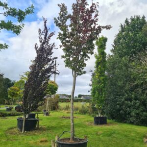 Parrotia persica Specimen Standard Tree
