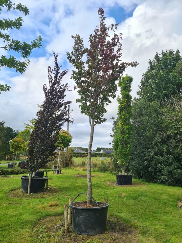 Parrotia persica Specimen Standard Tree