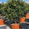Photinia serr. Crunchy Parachute - 70L 125-150cm