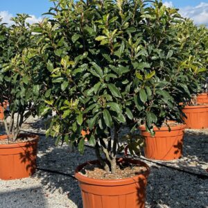 Photinia serr. Crunchy Parachute