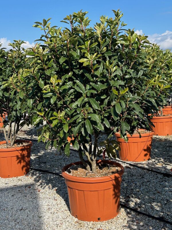 Photinia serr. Crunchy Parachute