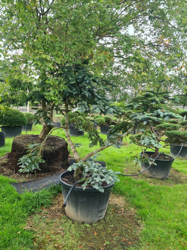 Picea pungens Koster Bonsai - Image 2