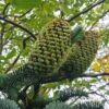 Picea pungens Koster Bonsai - 180L Shaped Bonsai Form