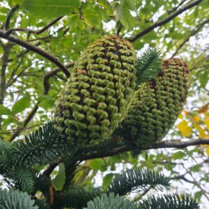 Picea pungens Koster Bonsai