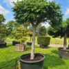 Abies veitchii Umbrella Form - 450L 1.5m clear stem, 250-300cm tall