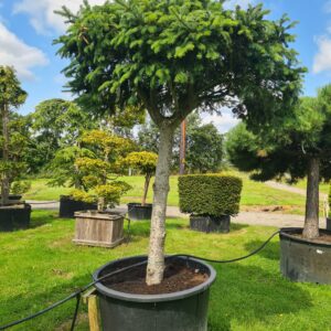 Abies veitchii Umbrella Form