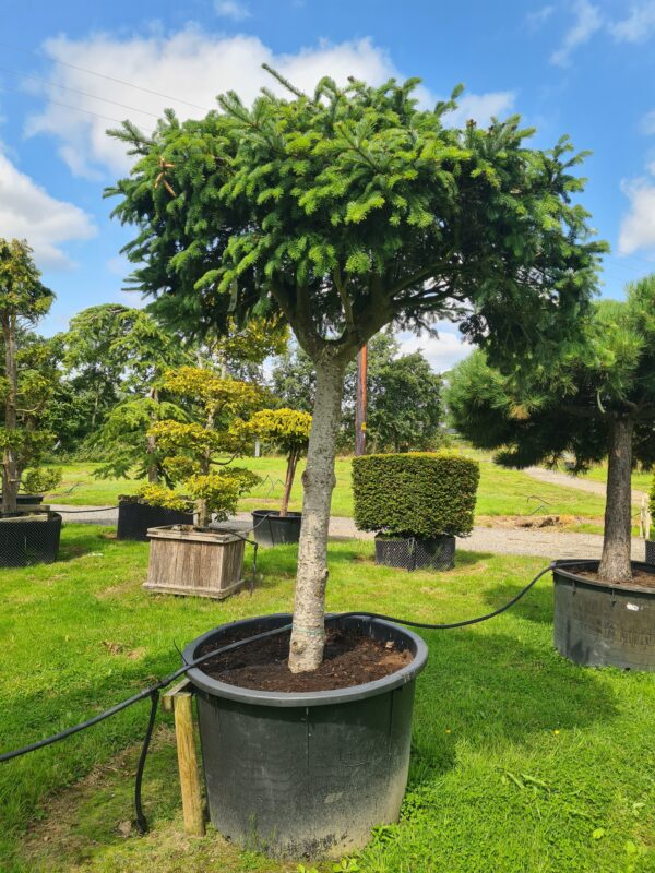 Abies veitchii Umbrella Form