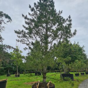 Pinus flexilis 'Vanderwolf's Pyramid'