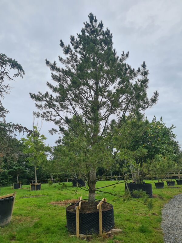 Pinus flexilis 'Vanderwolf's Pyramid'