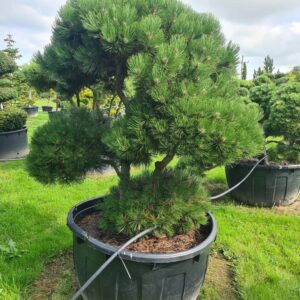 Pinus heldreichii Mature Bonsai