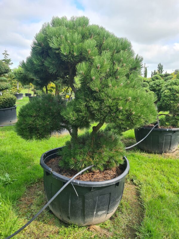 Pinus heldreichii Mature Bonsai