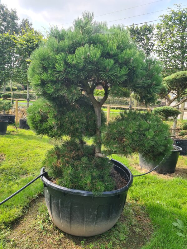 Pinus heldreichii Mature Bonsai - Image 2