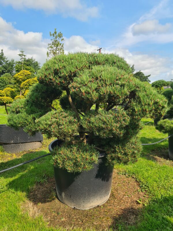 Pinus mugo 'Humpy' Bonsai - Image 2