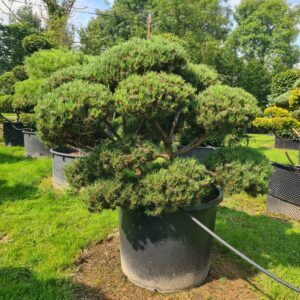 Pinus mugo 'Humpy' Bonsai