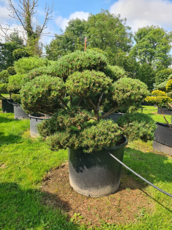 Pinus mugo 'Humpy' Bonsai