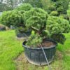 Pinus mugo Mature Bonsai - 450L 100-120cm tall, 200-250cm wide