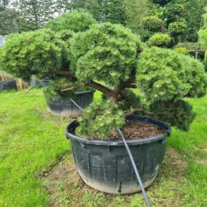 Pinus mugo Mature Bonsai