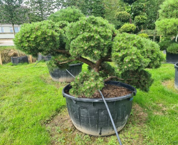 Pinus mugo Mature Bonsai