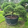 Pinus mugo Mature Bonsai - Image 2