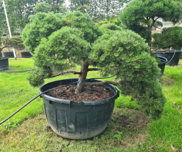 Pinus mugo Mature Bonsai - Image 2