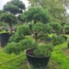 Pinus mugo Specimen Bonsai - Pinus mugo Specimen Bonsai 3