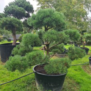 Pinus mugo Specimen Bonsai