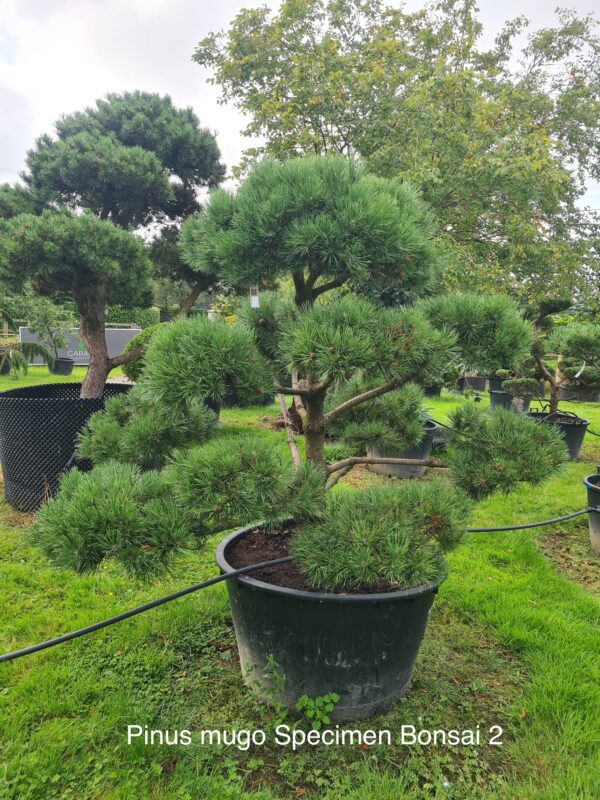 Pinus mugo Specimen Bonsai