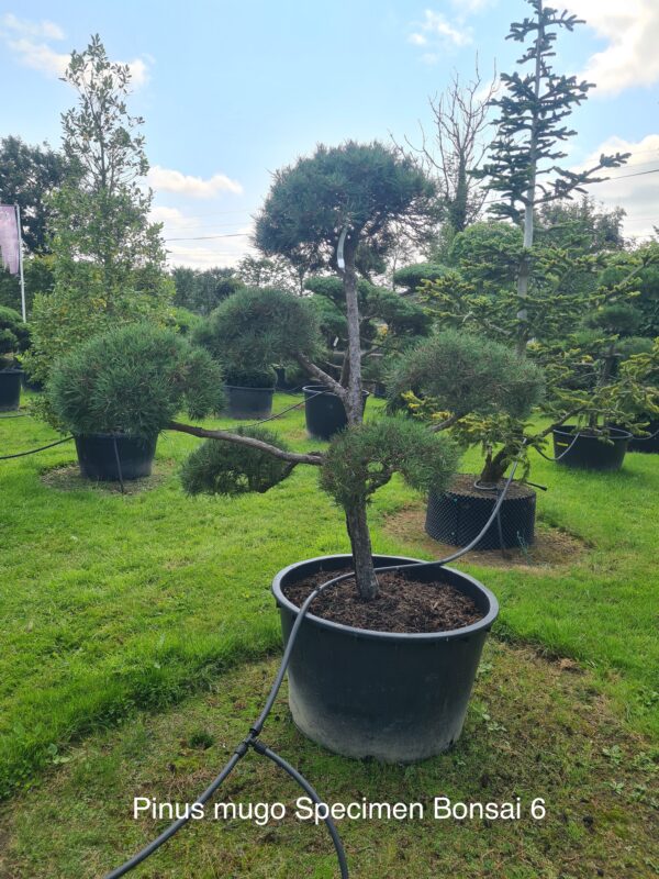 Pinus mugo Specimen Bonsai - Image 6