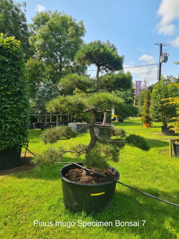 Pinus mugo Specimen Bonsai - Image 7