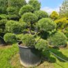 Pinus mugo Specimen Multi-Stem Bonsai - Pinus mugo Specimen Multi-Stem Bonsai 1