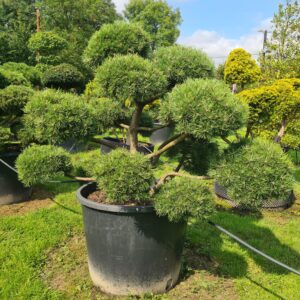 Pinus mugo Specimen Multi-Stem Bonsai