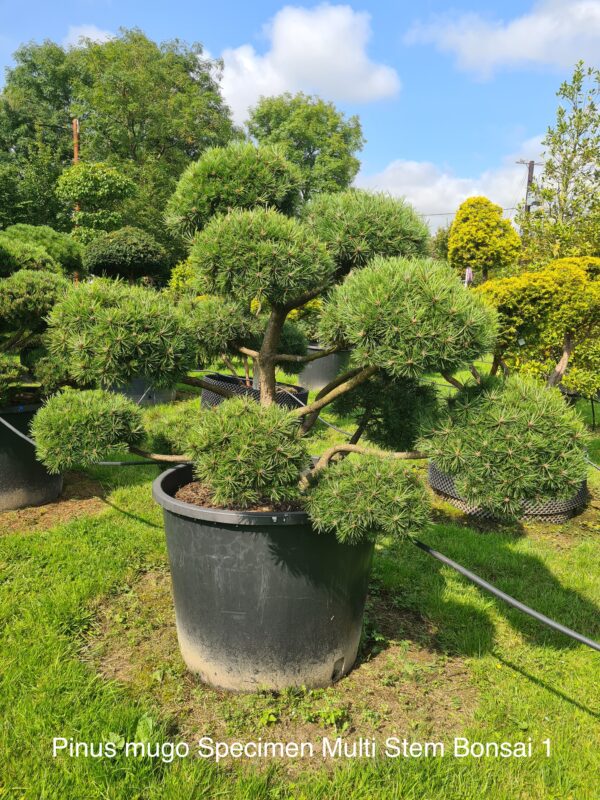 Pinus mugo Specimen Multi-Stem Bonsai