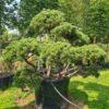 Pinus mugo 'Winter Gold' Bonsai Specimen - 450L 175-200cm tall, 225-250cm wide
