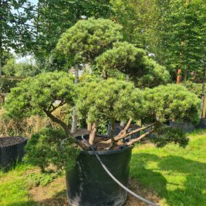 Pinus mugo 'Winter Gold' Bonsai Specimen