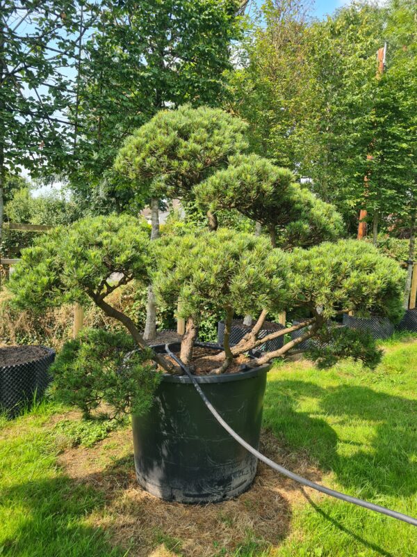 Pinus mugo 'Winter Gold' Bonsai Specimen