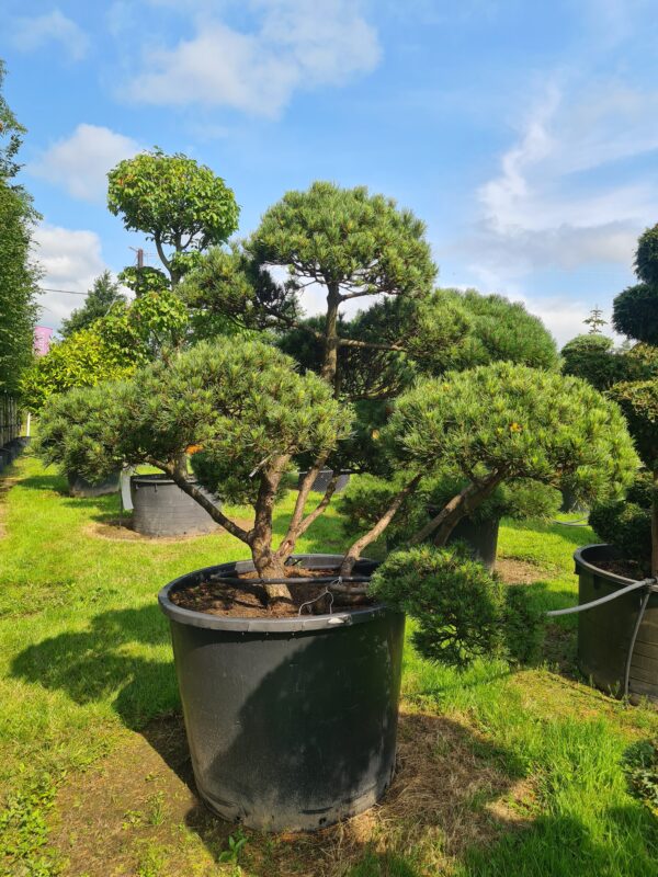 Pinus mugo 'Winter Gold' Bonsai Specimen - Image 2