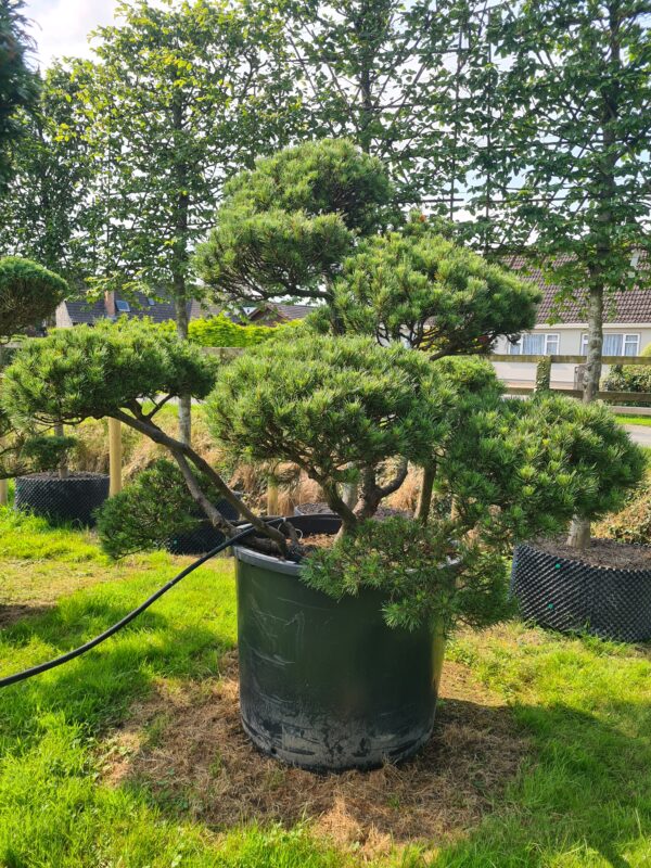 Pinus mugo 'Winter Gold' Bonsai Specimen - Image 3