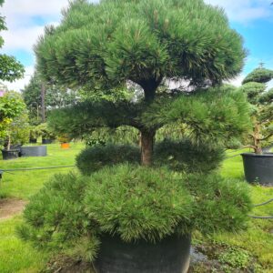 Pinus nigra nigra Specimen Cloud Form