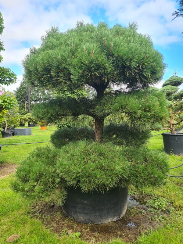 Pinus nigra nigra Specimen Cloud Form