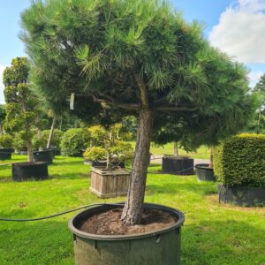 Pinus nigra nigra Umbrella