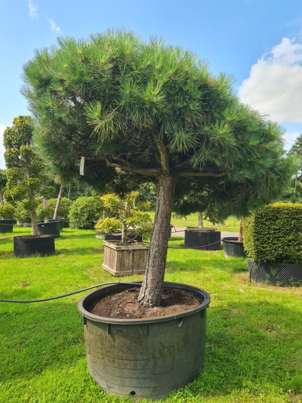 Pinus nigra nigra Umbrella