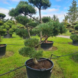 Pinus parv 'Glauca' Cloud Form