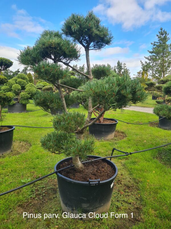 Pinus parv 'Glauca' Cloud Form